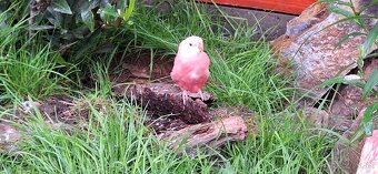 Neofema Bourkova Rubino - 8