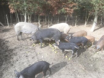 Mangalicia a durok - 8