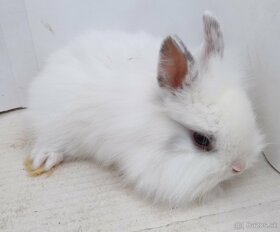 Zdrobnelý králik, zakrslý zajačik - 8