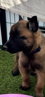 Belgický ovčiak - Malinois - 8