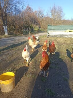 Predám kohútov - 8