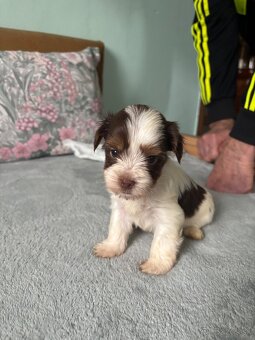 Biewer yorkshire terier - 8