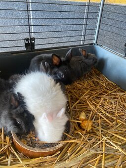 Trpaslíčie králiky - 8