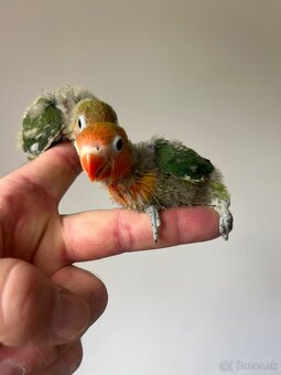 AGAPORNIS FISHER Maznačik-krotký - 8