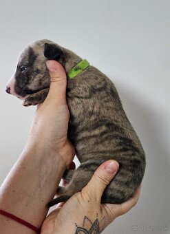 Whippet s PP - 8