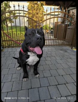 American bully XL - 8