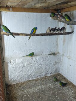 Zebričky, Neofémy, andulky - 8