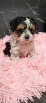 Predám maltezak - 8