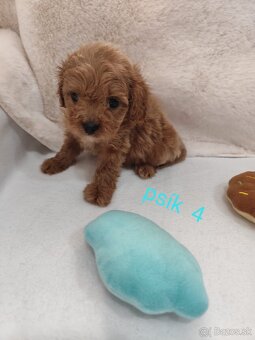Cavapoo - 8