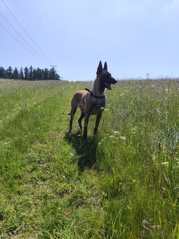 Belgický ovčiak malinois - 8