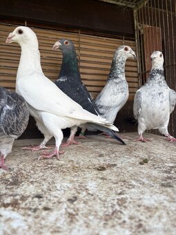 Predám holuby - 8