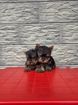 Yorkshirsky terier - 8