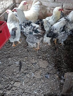 Brahmanka - wiandotka - 8