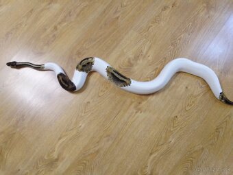 PYTHON REGIUS PIEBALD -DVE PREKRÁSNE SAMICE - 8