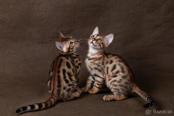 Bengalsky kocurik na krytie - 8