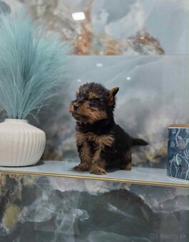 Yorkshirsky terier - 8