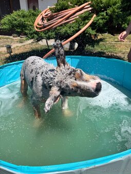 American bully - 8