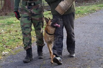 Ponúkam na krytie belgického ovčiaka Malinois - 8