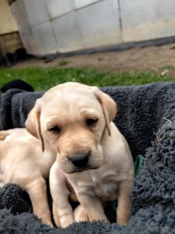 Šteniatka labrador - 8