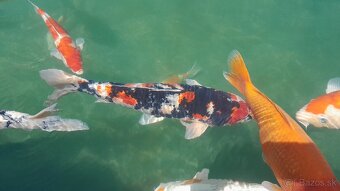 Koi kapre - 8