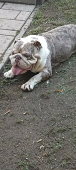 Anglicky buldog - 8
