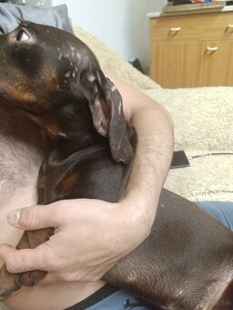 Jazvečík štandardný - 8