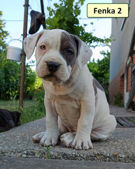 American bully XL, Americký stafordsirsky terier, - 8