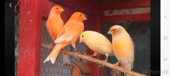 Predám kanáriky a hýle mexické - 8