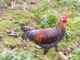 Predám kohúta araucana - 8