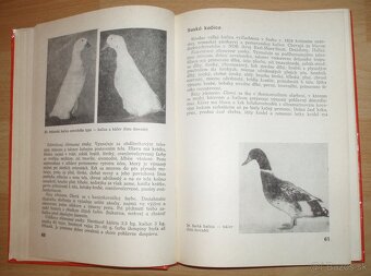 Najvýkonnejšie plemená a typy hydiny - 8