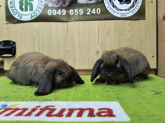 zdrobnené baranovité králiky (Madagaskar) 🐰 - 8