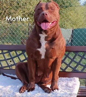 American Bully XL - krytí - 8