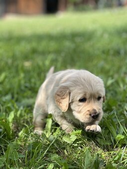 Čistokrvné šteniatko zlatý retriever, psík - 8