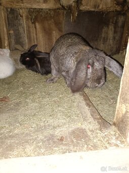 Predám králiky - 8