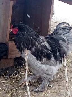 NV Brahmanky veľkej - 8