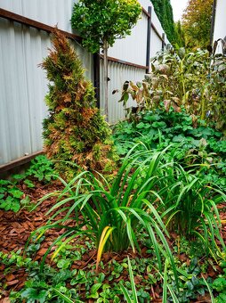 PREDÁM OLYMPUS OM-D E-M10 - 8