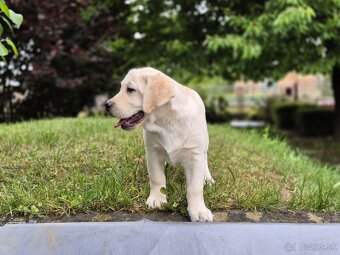 Labrador s PP - 8