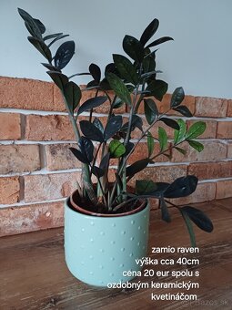 Izbové rastliny NOVÉ PRIDANÉ - 8