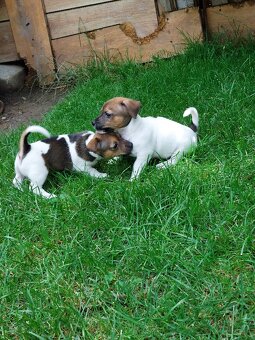 Jack Russel Terier šteniatka - 8