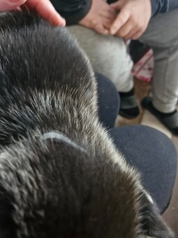 Šteniatka sibirsky husky - 8