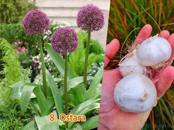 Okrasný cesnak 13 druhov od 0.15€ - 8
