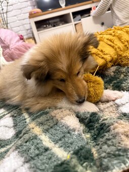 Dlhosrstá kólia - 8