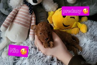 Pudel pudlik Mini toy Red ❤️ - 8