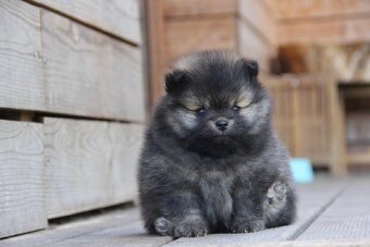 Pomeranian s PP/FCI - 8