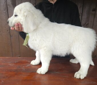 Slovenský čuvač - 8