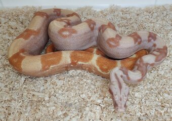 Boa imperator - Purple Sharp Sunglow Aztec, Sharp Sunglow - 8