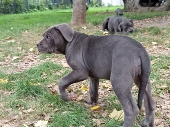 Cane Corso - 8