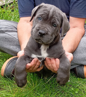 Cane Corso - 8