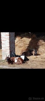 Anglonubijska koza a cap - 8