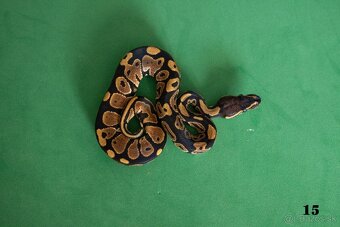 Pytón kráľovský/ Python regius - 8